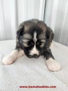 agouti husky puppy for sale