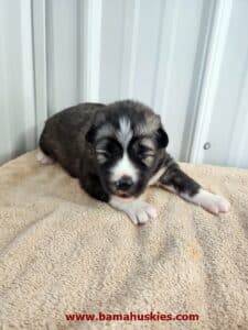 agouti husky puppy for sale