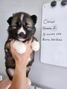 Agouti husky puppy for sale