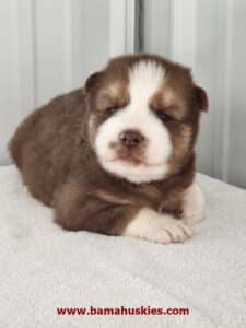 Copper husky puppy for sale