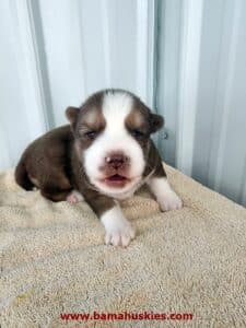 copper husky puppy for sale
