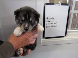 agouti husky puppy for sale