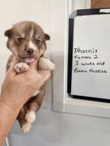 copper husky puppy for sale