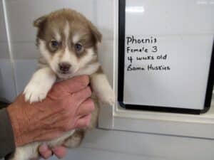 red and white husky puppy for sale