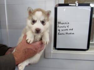red and white husky puppy for sale