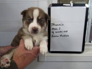 red and white husky puppy for sale