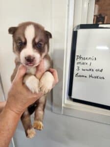 copper husky puppy for sale