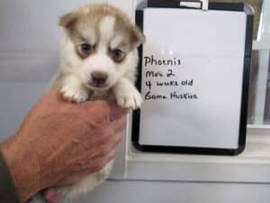 red and white husky puppy for sale