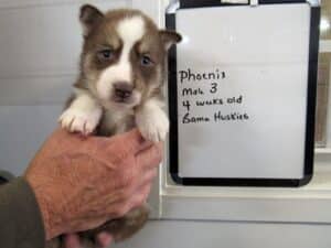 red and white husky puppy for sale