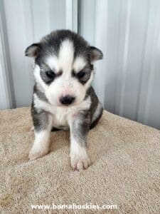 grey and white husky puppy for sale