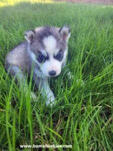 grey and white husky puppy for sale