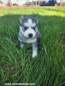 grey and white husky puppy for sale