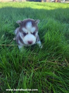 red and white husky puppy for sale