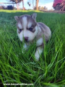 red and white husky puppy for sale