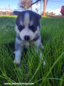 grey and white husky puppy for sale