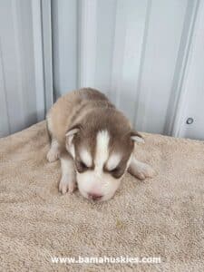 red and white husky puppy for sale