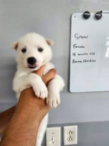 grey and white female husky puppy for sale