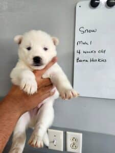 white male husky puppy for sale