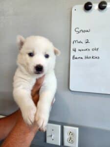 red and white male husky puppy for sale