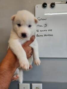 grey male husky puppy for sale