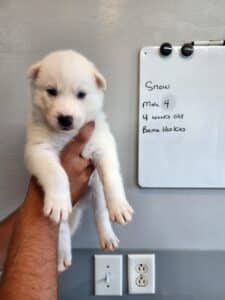 red and white male husky puppy for sale