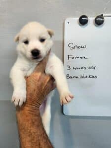 white husky puppy for sale