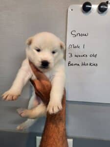 white husky puppy for sale