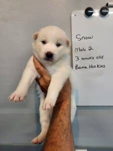 white husky puppy for sale