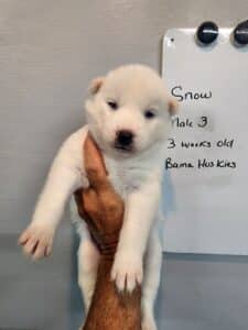 white husky puppy for sale