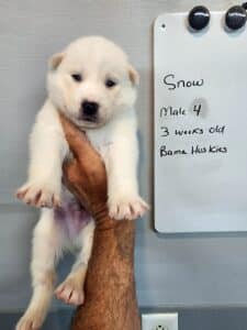 white husky puppy for sale