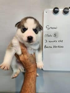 grey and white husky puppy for sale