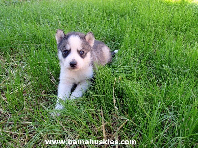Sofie's husky puppies 4 weeks old Siberian Husky Puppies For Sale
