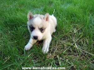 husky puppy for sale