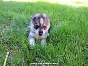 husky puppy for sale