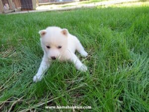 husky puppy for sale