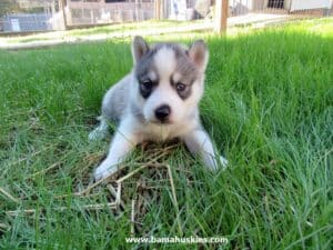 husky puppy for sale