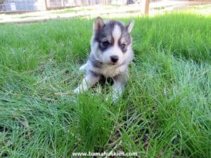 husky puppy for sale