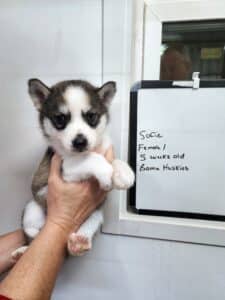 grey and white husky puppy for sale