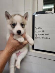 grey and white husky puppy for sale