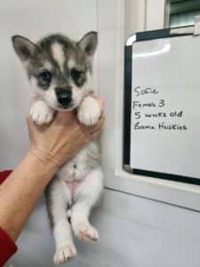 grey and white husky puppy for sale
