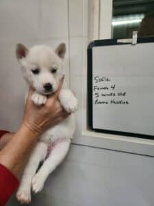 white husky puppy for sale