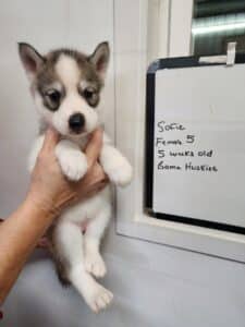 grey and white husky puppy for sale