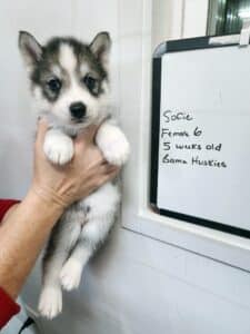grey and white husky puppy for sale
