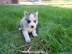 husky puppy for sale