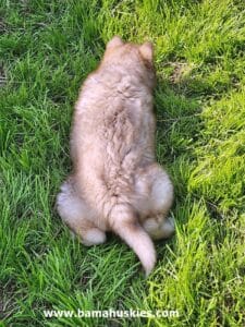 Copper husky puppy for sale
