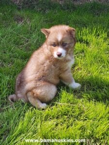 Copper husky puppy for sale
