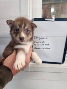 copper husky puppy