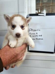 red and white husky puppy