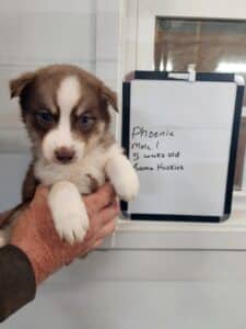 copper husky puppy