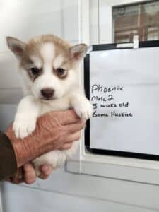 red and white husky puppy